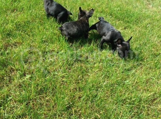 French Bulldog Yavrularimiz Akkuş Üreti̇m Çi̇ftli̇ği̇nden görsel