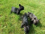 French Bulldog Yavrularimiz Akkuş Üreti̇m Çi̇ftli̇ği̇nden