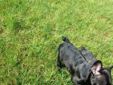 French Bulldog Yavrularimiz Akkuş Üreti̇m Çi̇ftli̇ği̇nden