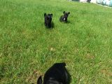French Bulldog Yavrularimiz Akkuş Üreti̇m Çi̇ftli̇ği̇nden
