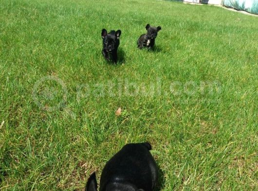French Bulldog Yavrularimiz Akkuş Üreti̇m Çi̇ftli̇ği̇nden görsel