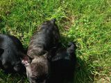 French Bulldog Yavrularimiz Akkuş Üreti̇m Çi̇ftli̇ği̇nden