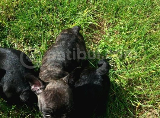 French Bulldog Yavrularimiz Akkuş Üreti̇m Çi̇ftli̇ği̇nden görsel