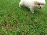Akkuş Üreti̇m Çi̇ftli̇ği̇nden Beyaz Chow Chow Yavrularimiz