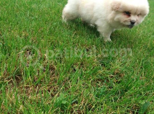Akkuş Üreti̇m Çi̇ftli̇ği̇nden Beyaz Chow Chow Yavrularimiz görsel