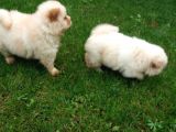 Akkuş Üreti̇m Çi̇ftli̇ği̇nden Beyaz Chow Chow Yavrularimiz