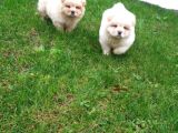 Akkuş Üreti̇m Çi̇ftli̇ği̇nden Beyaz Chow Chow Yavrularimiz