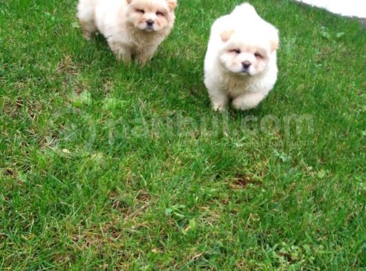 Akkuş Üreti̇m Çi̇ftli̇ği̇nden Beyaz Chow Chow Yavrularimiz görsel
