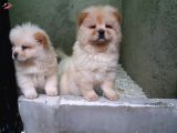 Akkuş Üreti̇m Çi̇ftli̇ği̇nden Beyaz Chow Chow Yavrularimiz
