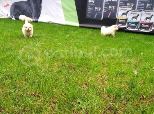 Akkuş Üreti̇m Çi̇ftli̇ği̇nden Beyaz Chow Chow Yavrularimiz görsel