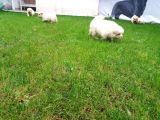 Akkuş Üreti̇m Çi̇ftli̇ği̇nden Beyaz Chow Chow Yavrularimiz