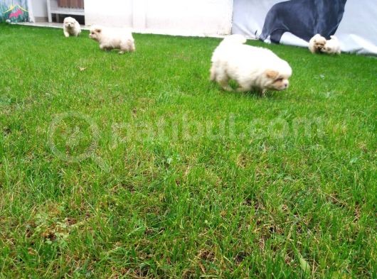Akkuş Üreti̇m Çi̇ftli̇ği̇nden Beyaz Chow Chow Yavrularimiz görsel