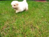 Akkuş Üreti̇m Çi̇ftli̇ği̇nden Beyaz Chow Chow Yavrularimiz