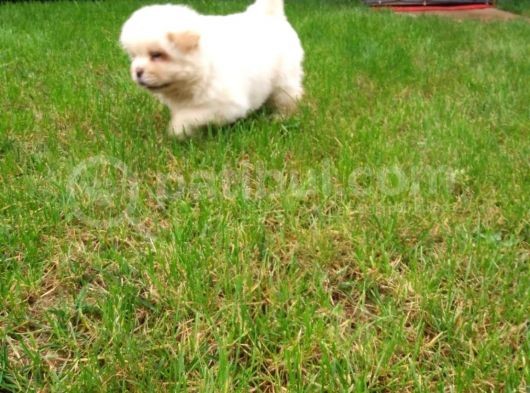 Akkuş Üreti̇m Çi̇ftli̇ği̇nden Beyaz Chow Chow Yavrularimiz görsel