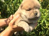 AKKUŞ ÜRETİM ÇİFTLİĞİNDEN BEYAZ CHOW CHOW YAVRULARIMIZ