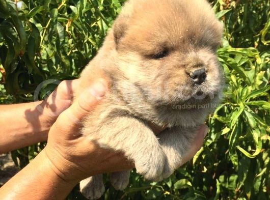 Akkuş Üreti̇m Çi̇ftli̇ği̇nden Beyaz Chow Chow Yavrularimiz
