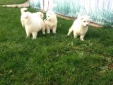 SAMOYED YAVRULARIMIZ AKKUŞ ÜRETİM ÇİFTLİĞİNDEN