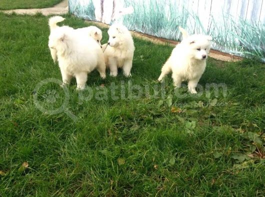 SAMOYED YAVRULARIMIZ AKKUŞ ÜRETİM ÇİFTLİĞİNDEN