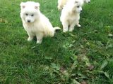 Samoyed Yavrularimiz Akkuş Üreti̇m Çi̇ftli̇ği̇nden
