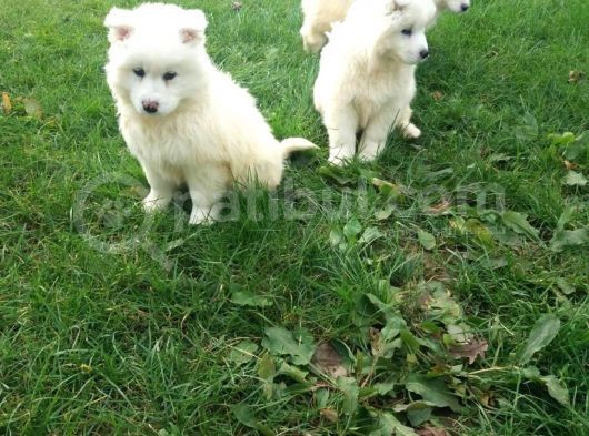 Samoyed Yavrularimiz Akkuş Üreti̇m Çi̇ftli̇ği̇nden görsel