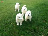 Samoyed Yavrularimiz Akkuş Üreti̇m Çi̇ftli̇ği̇nden