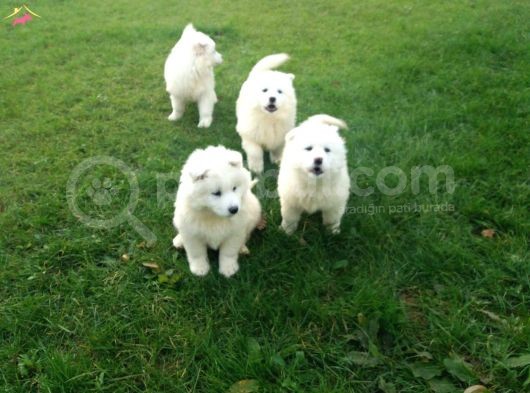 Samoyed Yavrularimiz Akkuş Üreti̇m Çi̇ftli̇ği̇nden görsel