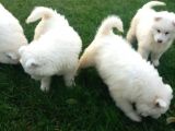 Samoyed Yavrularimiz Akkuş Üreti̇m Çi̇ftli̇ği̇nden