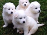 Samoyed Yavrularimiz Akkuş Üreti̇m Çi̇ftli̇ği̇nden