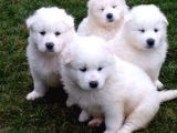 Samoyed Yavrularimiz Akkuş Üreti̇m Çi̇ftli̇ği̇nden