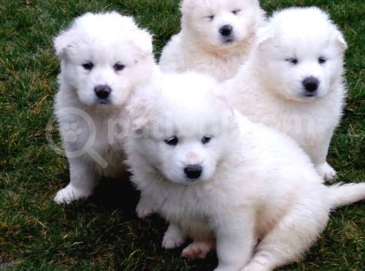 Samoyed Yavrularimiz Akkuş Üreti̇m Çi̇ftli̇ği̇nden görsel