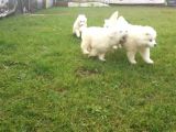 Samoyed Yavrularimiz Akkuş Üreti̇m Çi̇ftli̇ği̇nden