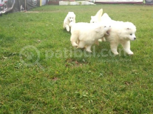 Samoyed Yavrularimiz Akkuş Üreti̇m Çi̇ftli̇ği̇nden görsel