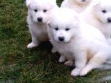 Samoyed Yavrularimiz Akkuş Üreti̇m Çi̇ftli̇ği̇nden
