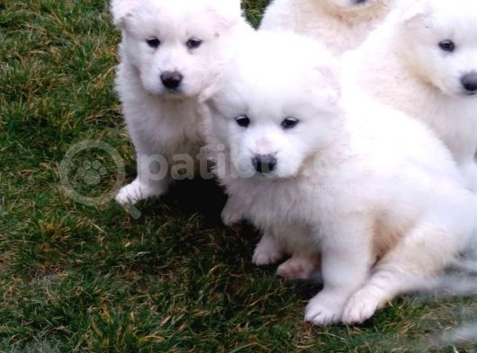 Samoyed Yavrularimiz Akkuş Üreti̇m Çi̇ftli̇ği̇nden görsel