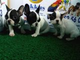 French Bulldog Yavrularimiz Akkuş Üreti̇m Çi̇ftli̇ği̇nden