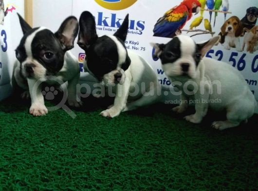 French Bulldog Yavrularimiz Akkuş Üreti̇m Çi̇ftli̇ği̇nden görsel