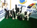French Bulldog Yavrularimiz Akkuş Üreti̇m Çi̇ftli̇ği̇nden