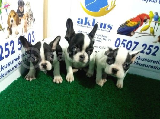 French Bulldog Yavrularimiz Akkuş Üreti̇m Çi̇ftli̇ği̇nden görsel
