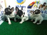 French Bulldog Yavrularimiz Akkuş Üreti̇m Çi̇ftli̇ği̇nden