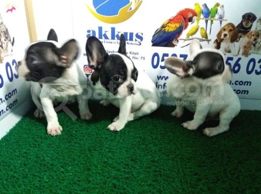 French Bulldog Yavrularimiz Akkuş Üreti̇m Çi̇ftli̇ği̇nden görsel