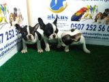 French Bulldog Yavrularimiz Akkuş Üreti̇m Çi̇ftli̇ği̇nden