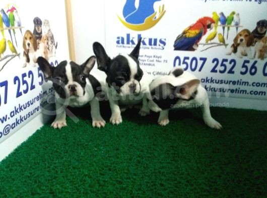 French Bulldog Yavrularimiz Akkuş Üreti̇m Çi̇ftli̇ği̇nden görsel
