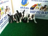 French Bulldog Yavrularimiz Akkuş Üreti̇m Çi̇ftli̇ği̇nden