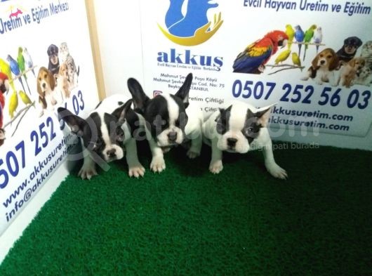 French Bulldog Yavrularimiz Akkuş Üreti̇m Çi̇ftli̇ği̇nden görsel