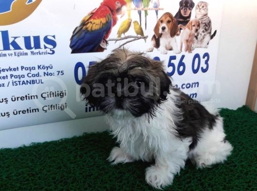 Shi̇h Tzu Yavrularimiz Akkuş Üreti̇m Çi̇ftli̇ği̇nden