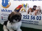 Shi̇h Tzu Yavrularimiz Akkuş Üreti̇m Çi̇ftli̇ği̇nden