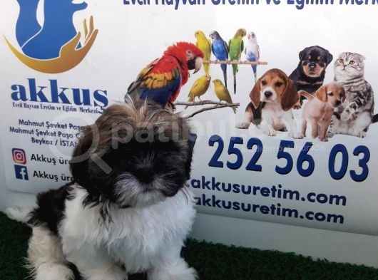 Shi̇h Tzu Yavrularimiz Akkuş Üreti̇m Çi̇ftli̇ği̇nden görsel