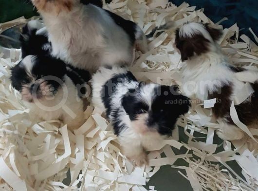 Shi̇h Tzu Yavrularimiz Akkuş Üreti̇m Çi̇ftli̇ği̇nden görsel
