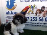 Shi̇h Tzu Yavrularimiz Akkuş Üreti̇m Çi̇ftli̇ği̇nden