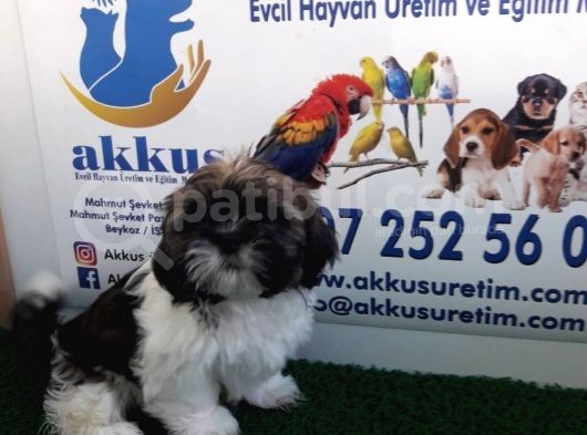 Shi̇h Tzu Yavrularimiz Akkuş Üreti̇m Çi̇ftli̇ği̇nden görsel